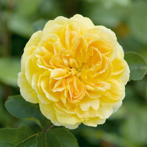 David Austin Molineux Shrub Rose 6L