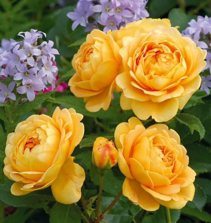 David Austin Golden Celebration Shrub Rose 6L
