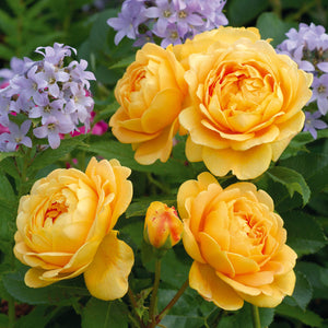 David Austin Golden Celebration Shrub Rose 6L