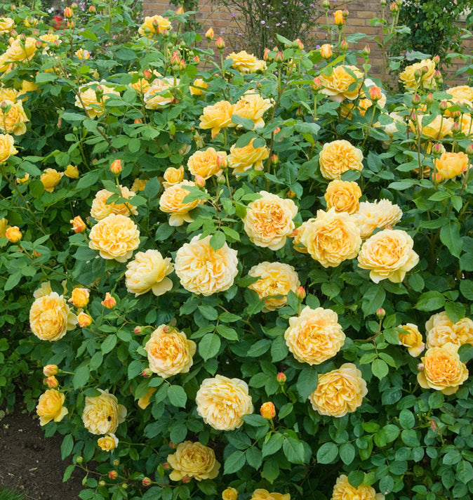 David Austin Golden Celebration Shrub Rose 6L