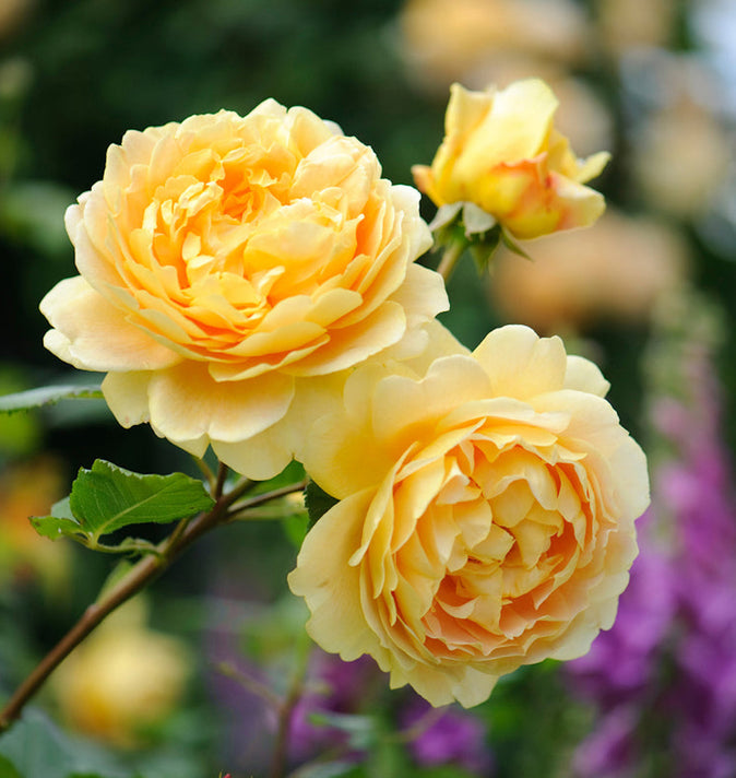 David Austin Golden Celebration Shrub Rose 6L