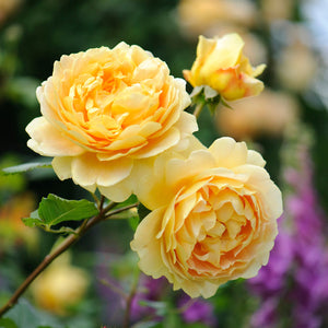David Austin Golden Celebration Shrub Rose 6L