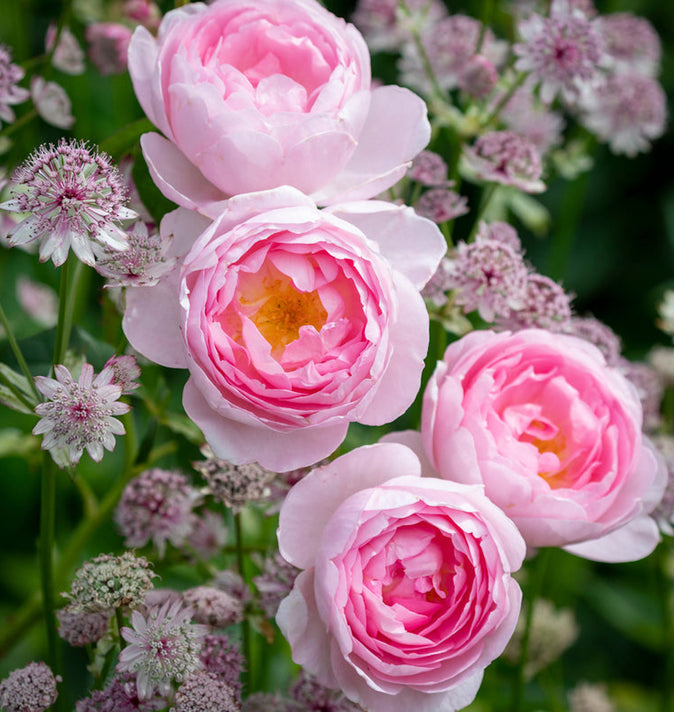 David Austin Scepter'd Isle Shrub Rose 6L
