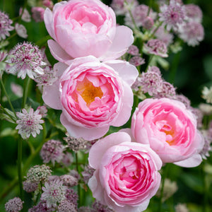 David Austin Scepter'd Isle Shrub Rose 6L