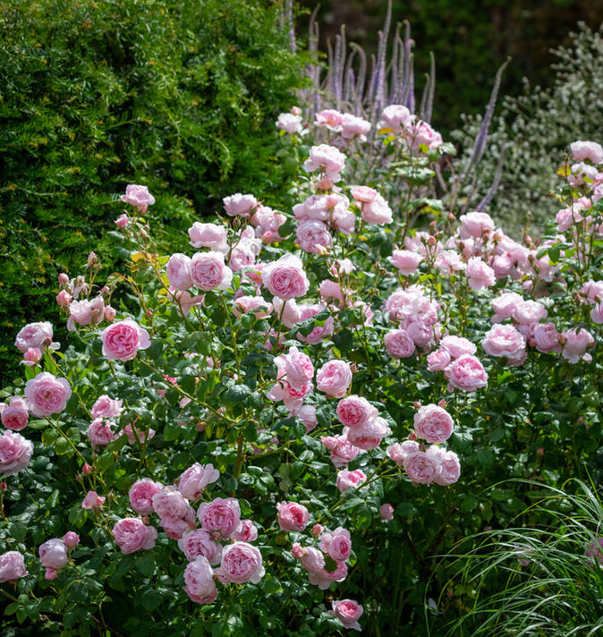 David Austin Scepter'd Isle Shrub Rose 6L