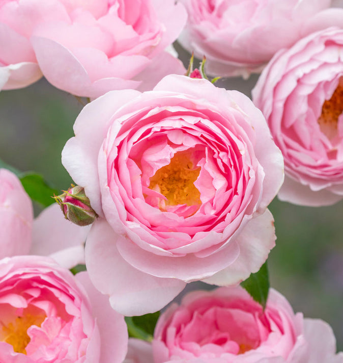 David Austin Scepter'd Isle Shrub Rose 6L