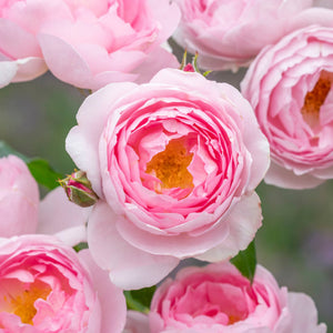 David Austin Scepter'd Isle Shrub Rose 6L