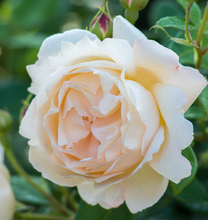 David Austin Wollerton Old Hall Climbing Rose 6l
