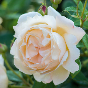 David Austin Wollerton Old Hall Climbing Rose 6l