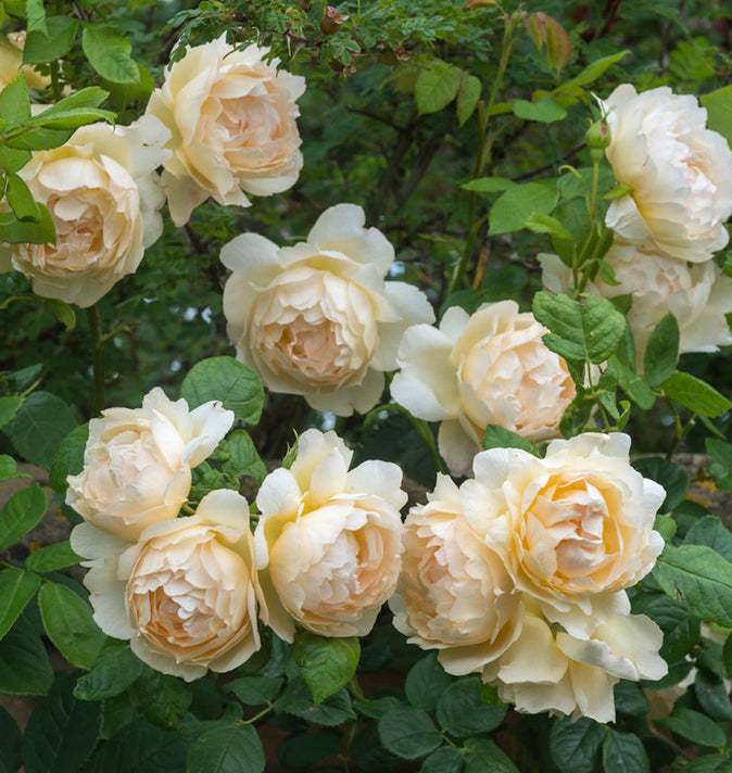 David Austin Wollerton Old Hall Climbing Rose 6l