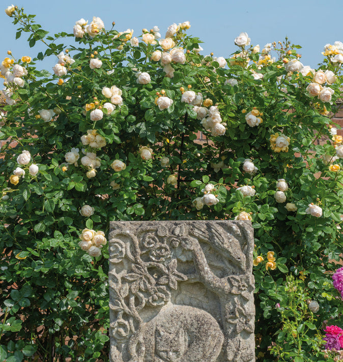 David Austin Wollerton Old Hall Climbing Rose 6l