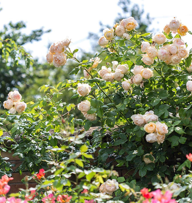 David Austin Wollerton Old Hall Climbing Rose 6l