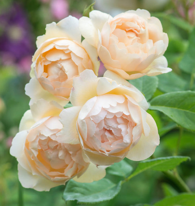 David Austin Wollerton Old Hall Climbing Rose 6l