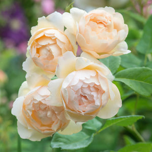 David Austin Wollerton Old Hall Climbing Rose 6l