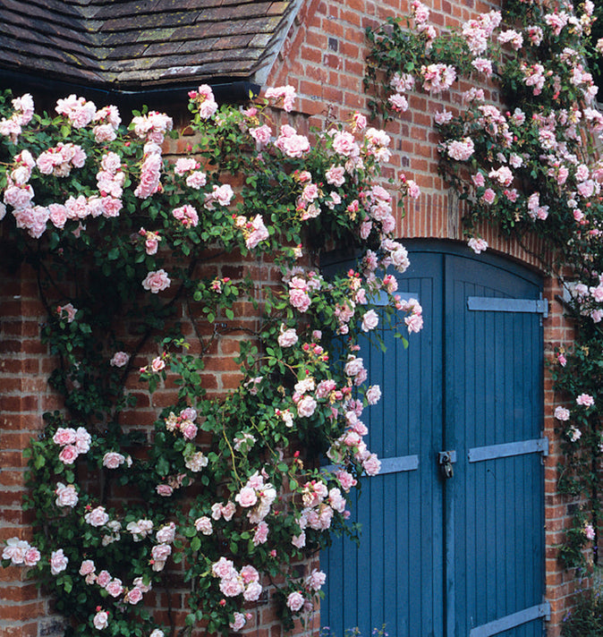 David Austin Albertine Rambling Rose 6L