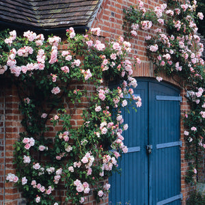 David Austin Albertine Rambling Rose 6L
