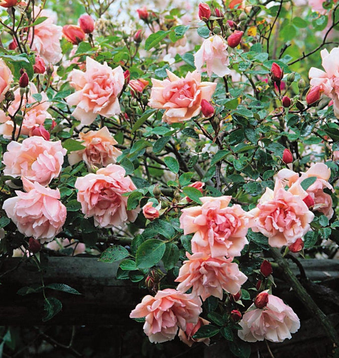David Austin Albertine Rambling Rose 6L