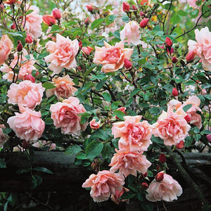 David Austin Albertine Rambling Rose 6L
