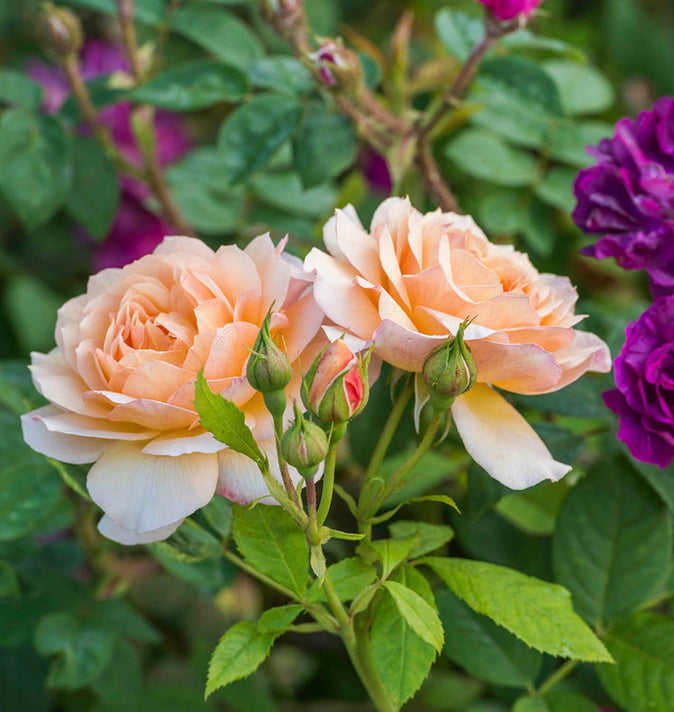 David Austin Grace Shrub Rose 6L