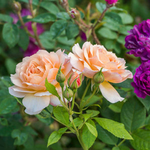 David Austin Grace Shrub Rose 6L