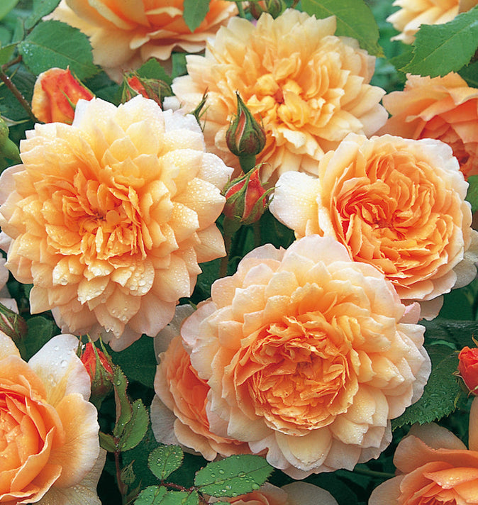 David Austin Grace Shrub Rose 6L