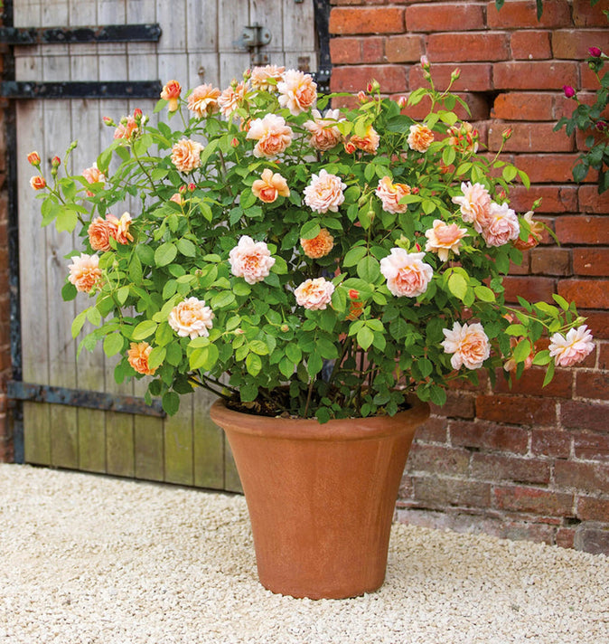 David Austin Grace Shrub Rose 6L