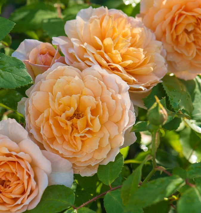 David Austin Grace Shrub Rose 6L