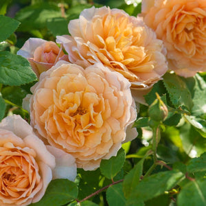 David Austin Grace Shrub Rose 6L