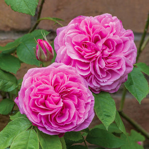 David Austin Gertrude Jekyll Shrub Rose 6L
