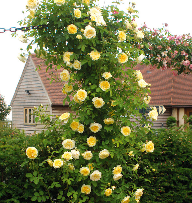 David Austin The Pilgrim Climbing Rose 6l