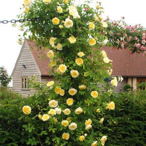 David Austin The Pilgrim Climbing Rose 6l