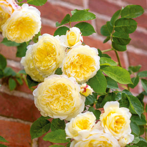 David Austin The Pilgrim Climbing Rose 6l
