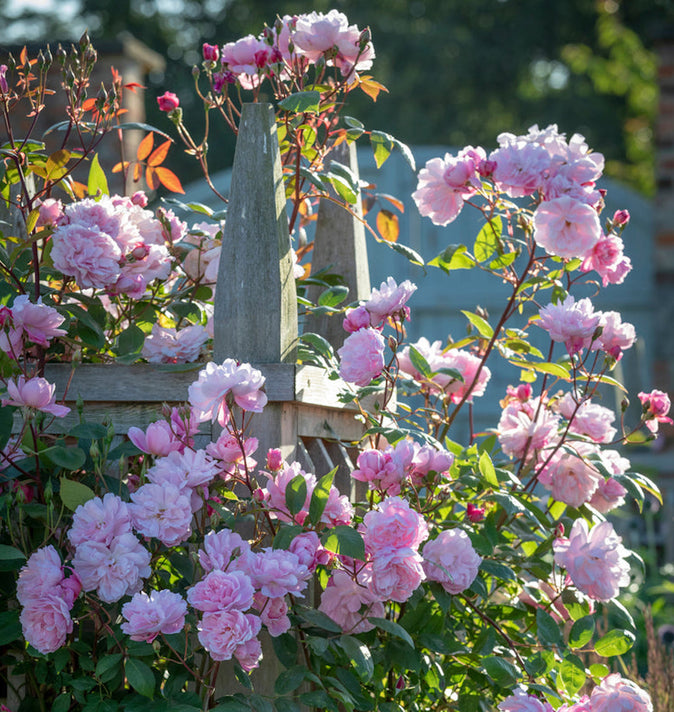 David Austin Mary Delany Climbing Rose 6L