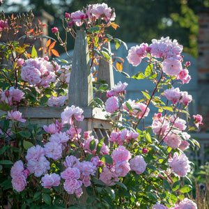 David Austin Mary Delany Climbing Rose 6L