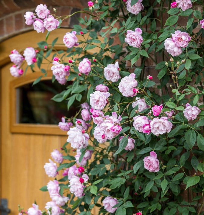 David Austin Mary Delany Climbing Rose 6L
