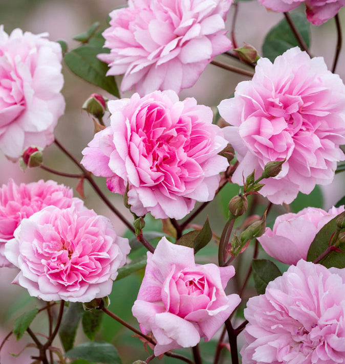 David Austin Mary Delany Climbing Rose 6L