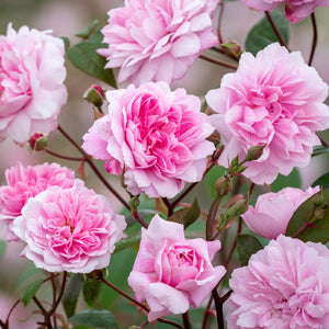 David Austin Mary Delany Climbing Rose 6L