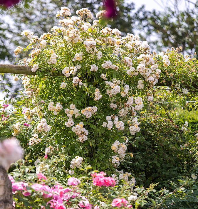 David Austin Ghislaine De Feligonde Rambling Rose 6L