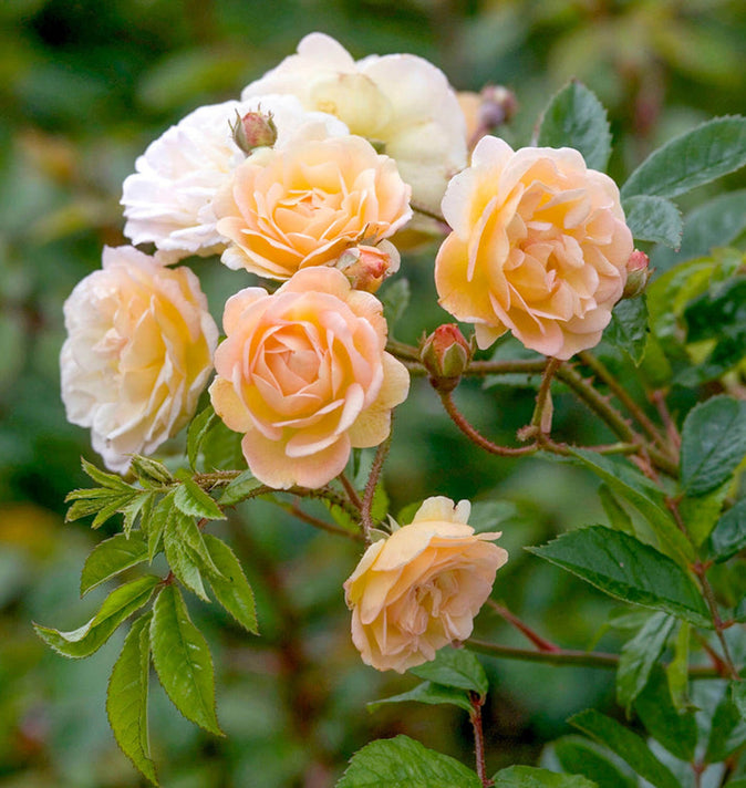 David Austin Ghislaine De Feligonde Rambling Rose 6L