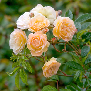 David Austin Ghislaine De Feligonde Rambling Rose 6L