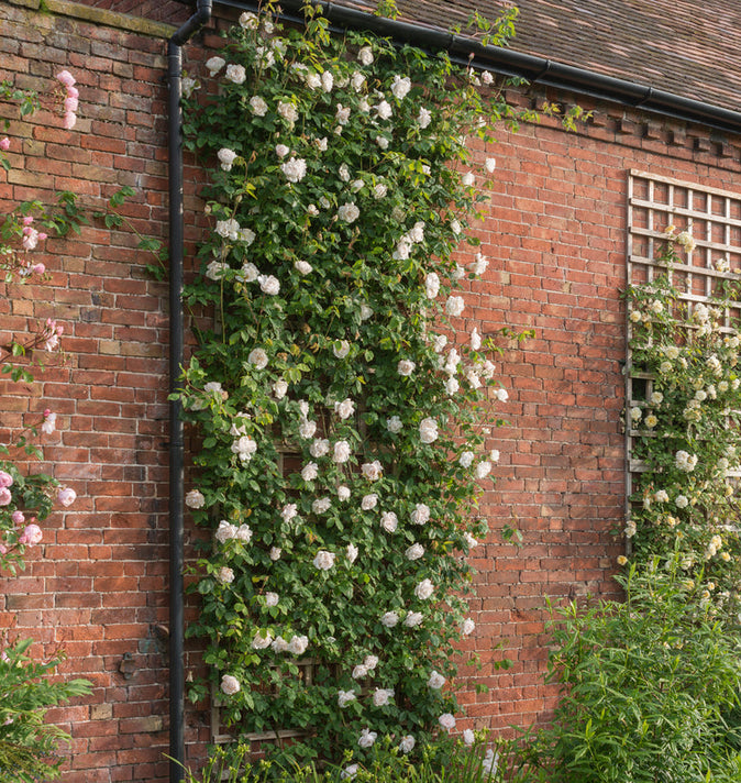 David Austin Mme Alfred Carriere Climbing Rose 6l