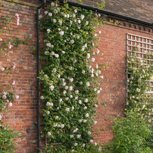 David Austin Mme Alfred Carriere Climbing Rose 6l