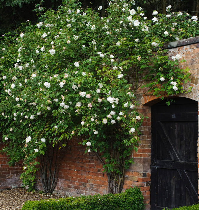 David Austin Mme Alfred Carriere Climbing Rose 6l