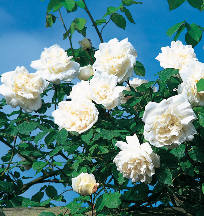 David Austin Mme Alfred Carriere Climbing Rose 6l