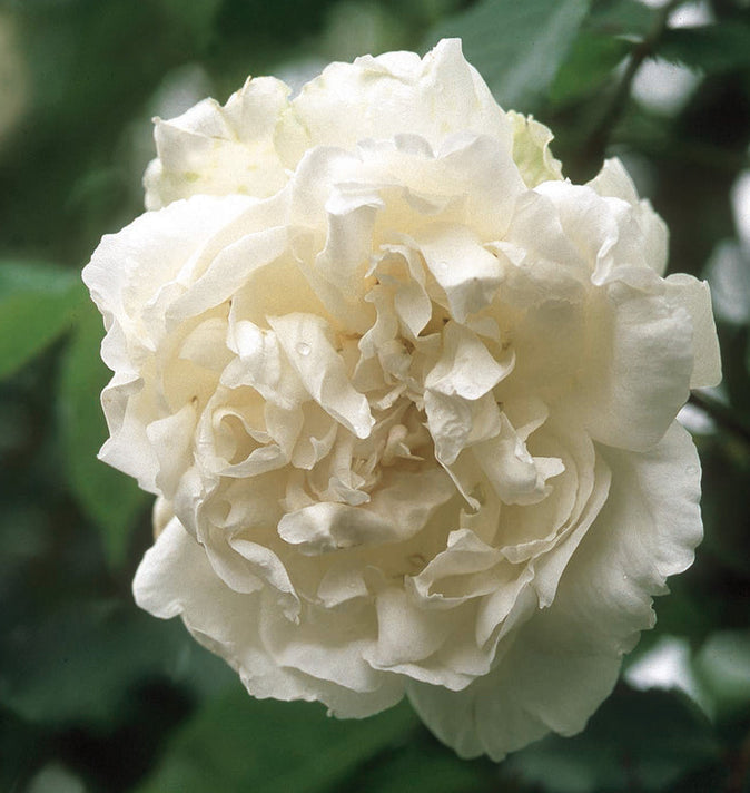 David Austin Mme Alfred Carriere Climbing Rose 6l