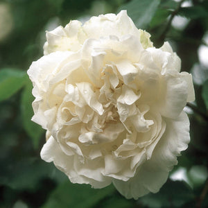 David Austin Mme Alfred Carriere Climbing Rose 6l