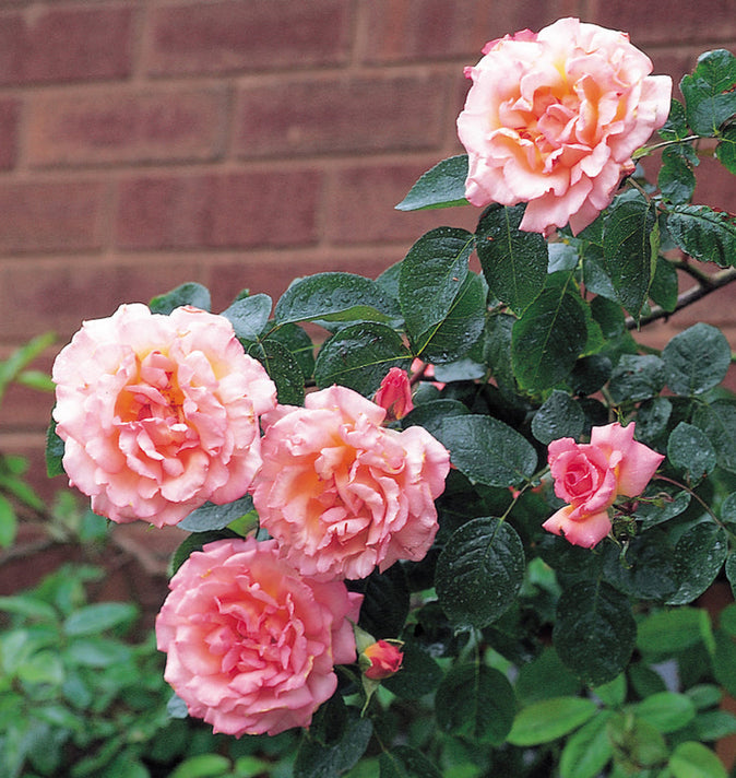 David Austin Compassion Climbing Rose 6L