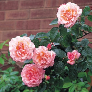 David Austin Compassion Climbing Rose 6L