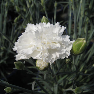 Dianthus Memories 1.5L