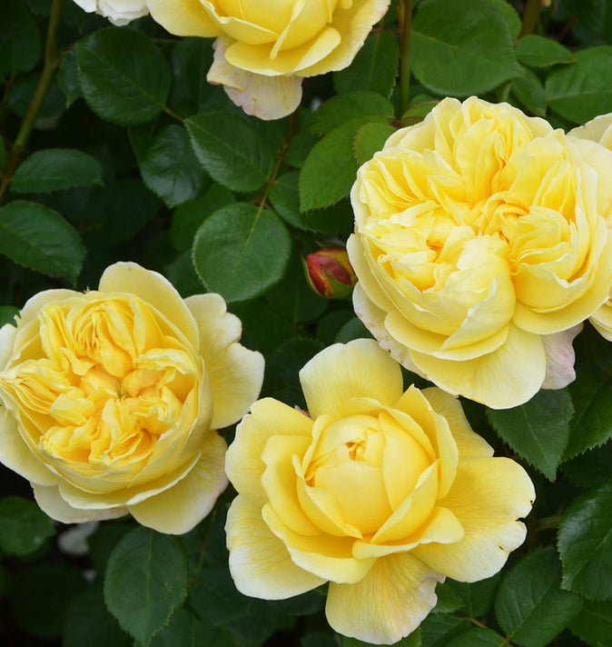David Austin Charles Darwin Shrub Rose 6L